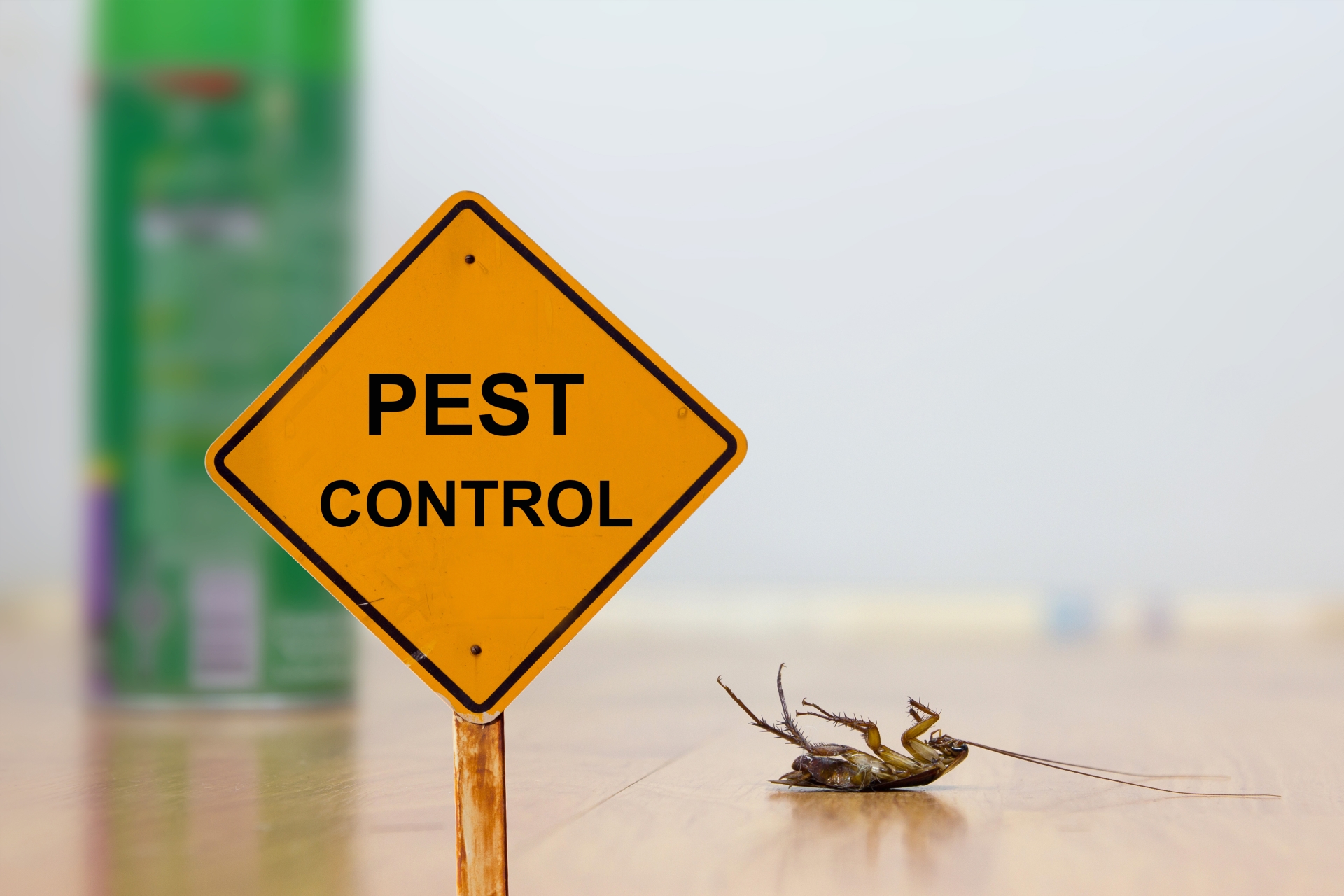 24 Hour Pest Control, Pest Control in Swanscombe, Ebbsfleet, DA10. Call Now 020 8166 9746