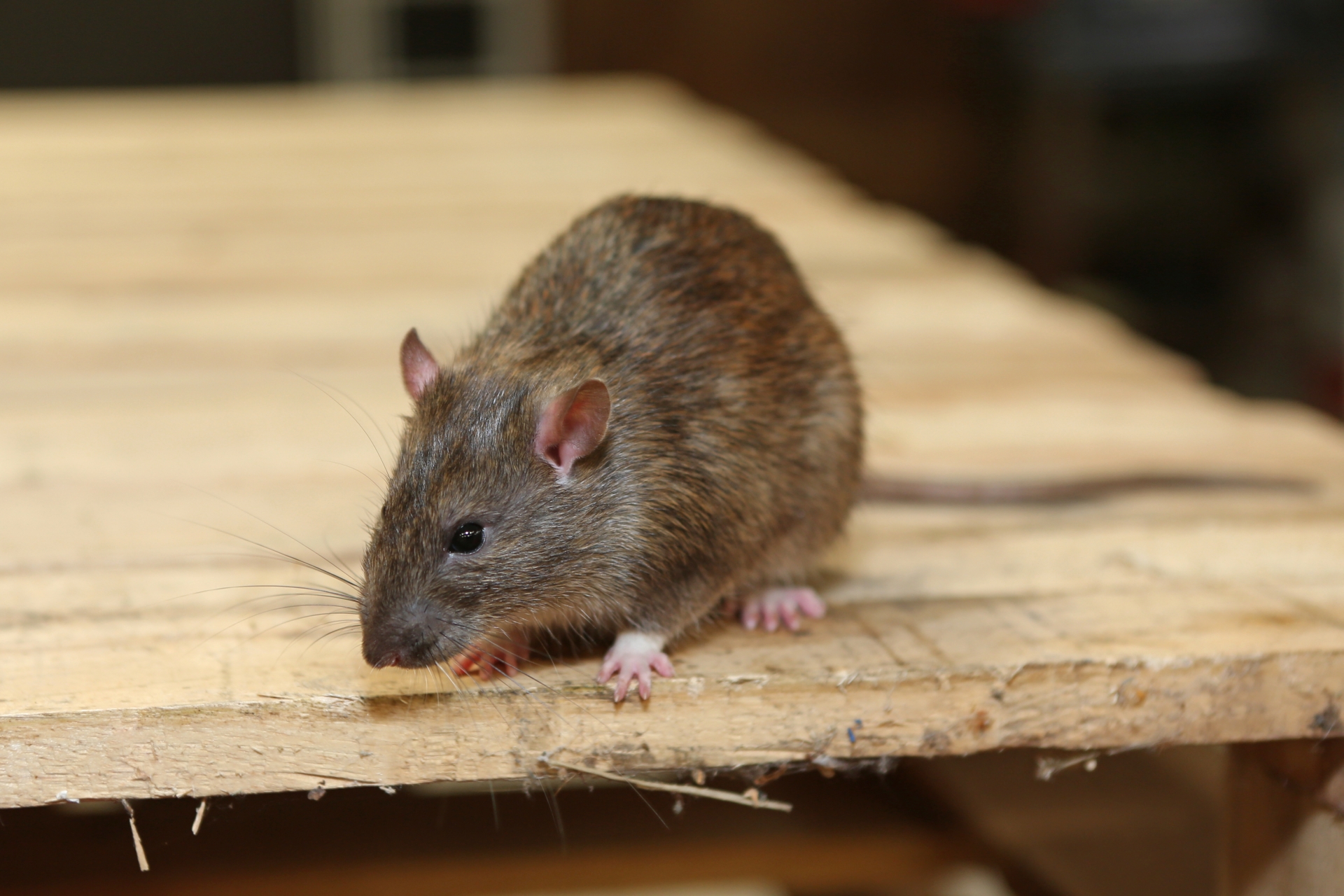 Rat Infestation, Pest Control in Swanscombe, Ebbsfleet, DA10. Call Now 020 8166 9746