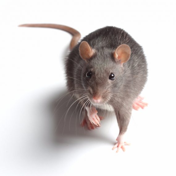 Rats, Pest Control in Swanscombe, Ebbsfleet, DA10. Call Now! 020 8166 9746