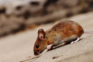Mouse extermination, Pest Control in Swanscombe, Ebbsfleet, DA10. Call Now 020 8166 9746
