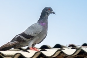 Pigeon Pest, Pest Control in Swanscombe, Ebbsfleet, DA10. Call Now 020 8166 9746