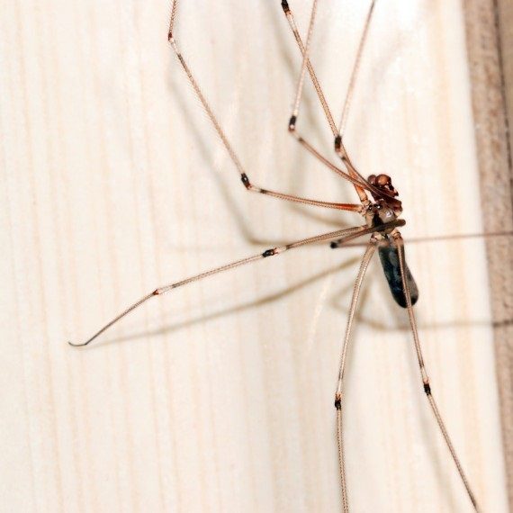 Spiders, Pest Control in Swanscombe, Ebbsfleet, DA10. Call Now! 020 8166 9746