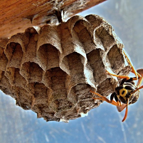 Wasps Nest, Pest Control in Swanscombe, Ebbsfleet, DA10. Call Now! 020 8166 9746