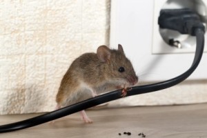 Mice Control, Pest Control in Swanscombe, Ebbsfleet, DA10. Call Now 020 8166 9746